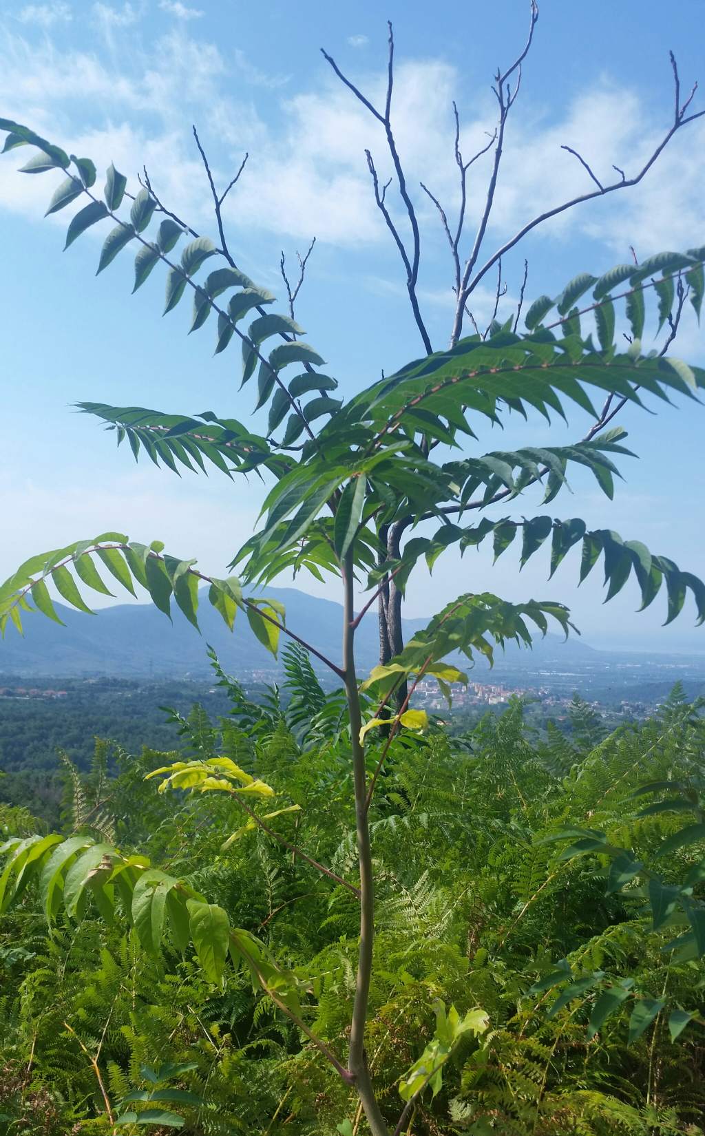 Ailanthus altissima